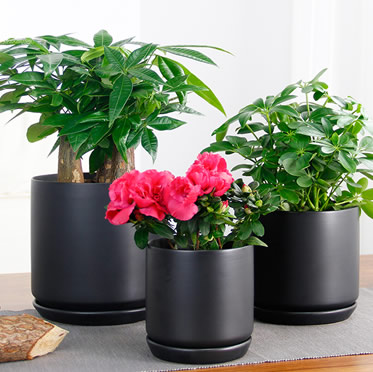 綠蘿盆栽幸福樹鴨腳木豆瓣綠小虎皮蘭杜鵑花發(fā)財樹陶瓷盆